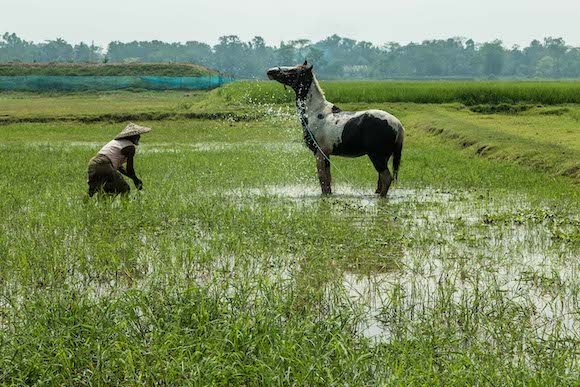 Global Initiatives are a key part of what we do at WOAH