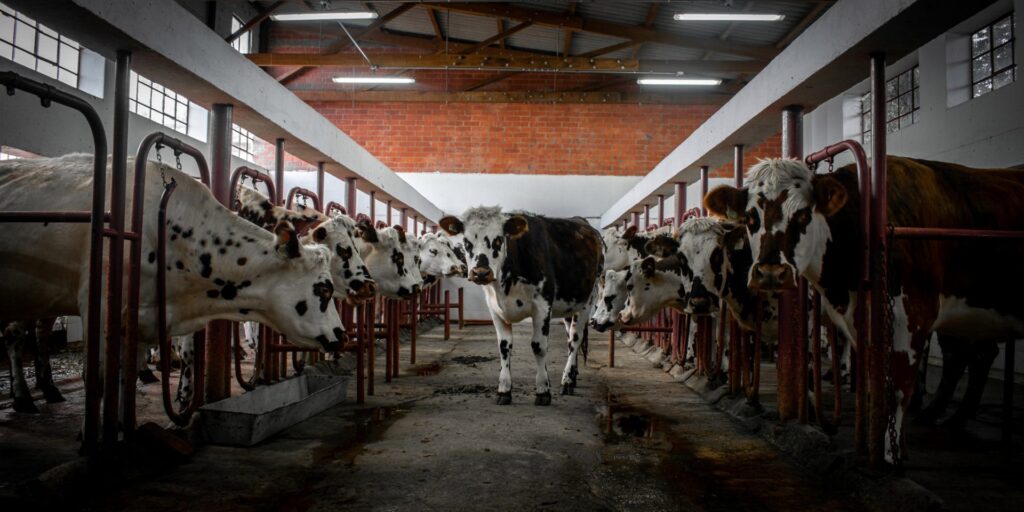 ©OIE/J.Vargas Herrera